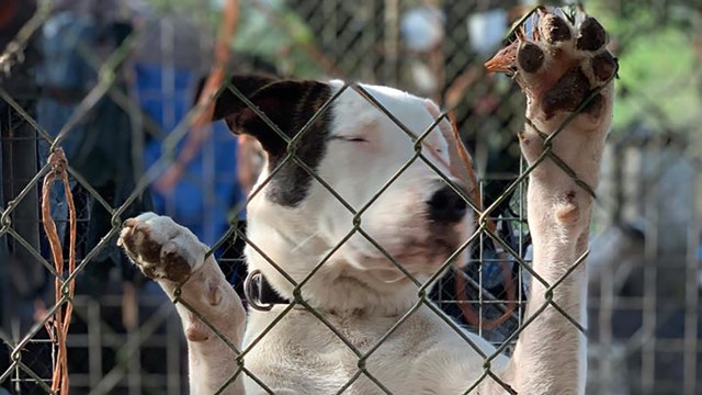 Florida county creates new animal cruelty task force
