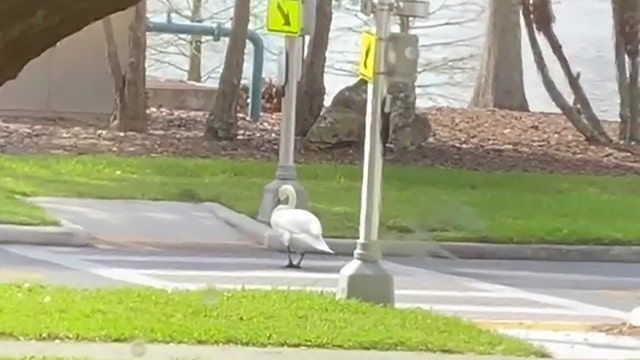 Swan uses crosswalk to cross the street in Lakeland