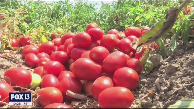 A better, sweeter, cheaper tomato is being developed at UF