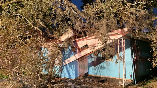 Grandmother, baby hospitalized after tree fell on Tampa home