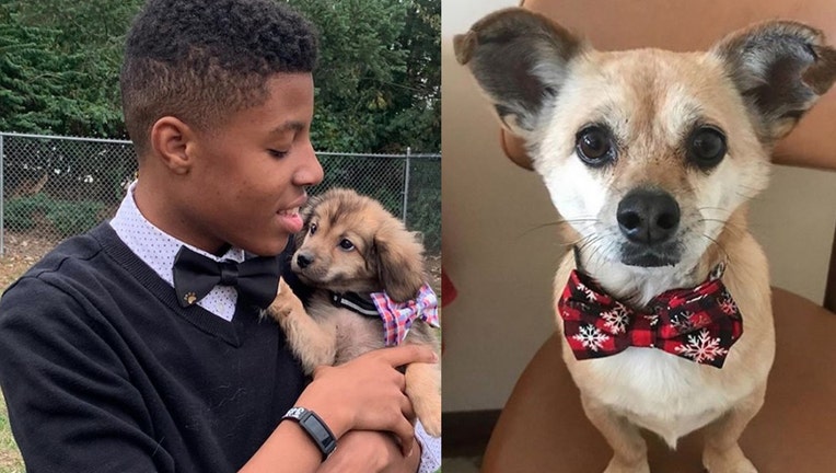 Boy makes bow ties for dogs best sale