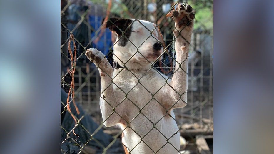 Florida deputies arrest 2, rescue 118 dogs