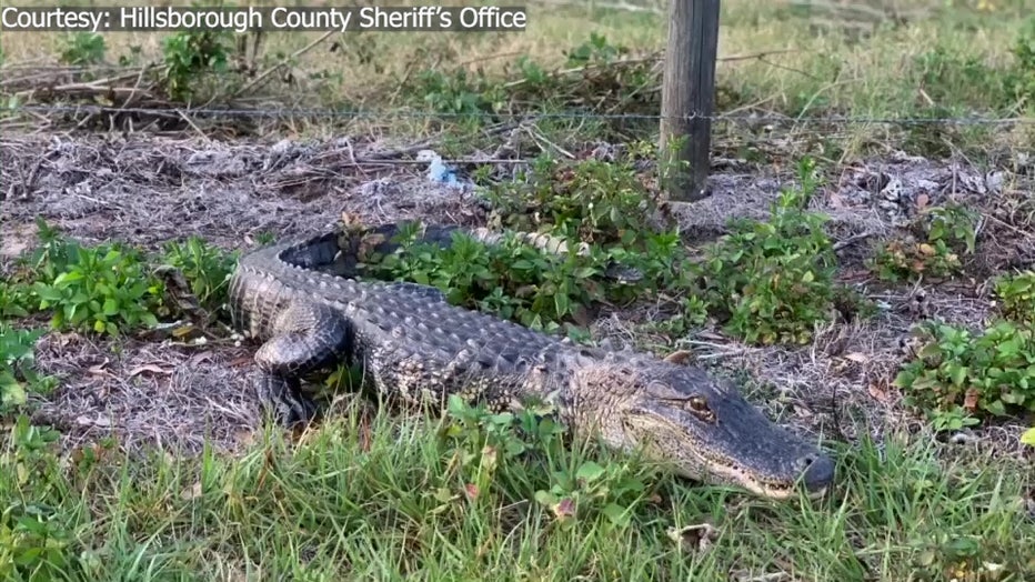 Lost alligator hitches ride in back of Hillsborough County cruiser