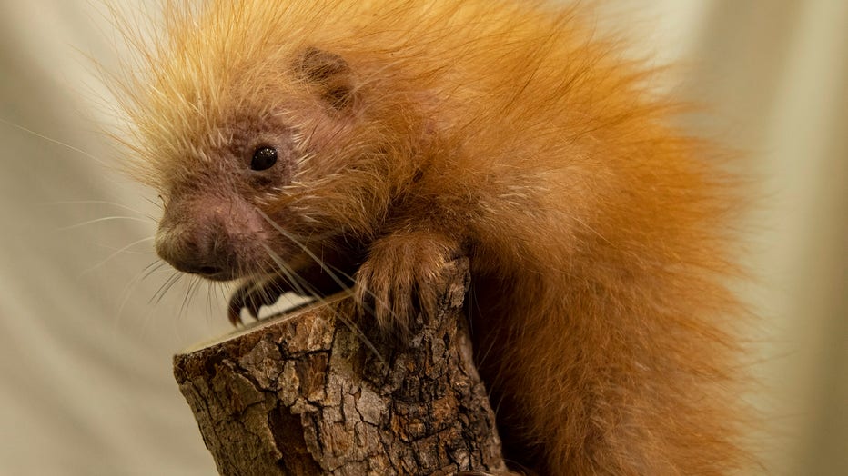 baby_porcupine_at_disneys_animal_kingdom_1.jpg