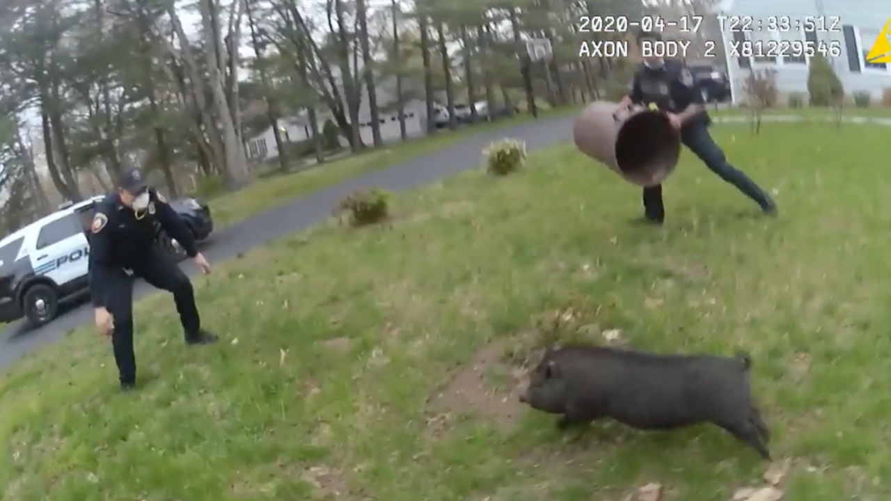 Pig Leads Police Officers On 45-minute Pursuit Before Capture