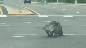 Massive alligator crosses through middle of Seffner intersection
