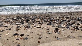 Shells pile up on North Carolina beach as COVID-19 ban keep tourists away