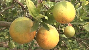 Florida citrus growers lose battle against imported Chinese fruit