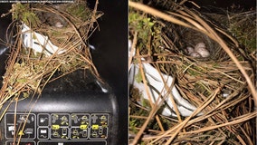 Bird builds nest with face mask at Moores Creek National Battlefield