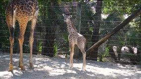 125-pound giraffe calf born at Brevard Zoo in Melbourne