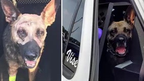 Polk K-9 back to work after being stabbed in the head by suspect