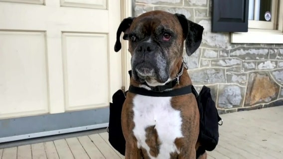 Dog delivers wine during coronavirus pandemic