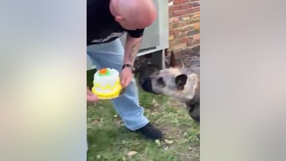 Polk County K-9 recovering from stabbing celebrates 6th birthday