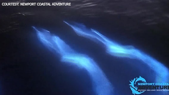 Dolphins appear to glow as they swim in bioluminescent water