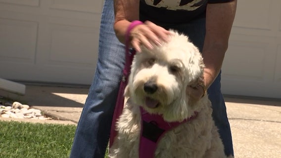 Social distancing may protect pets from catching, spreading COVID-19