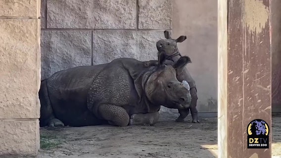 Baby rhino follows mom everywhere at Denver Zoo
