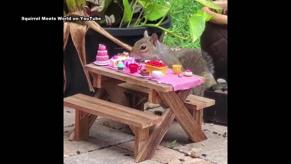 Tarpon Springs couple takes online trend of furniture for squirrels to a new level