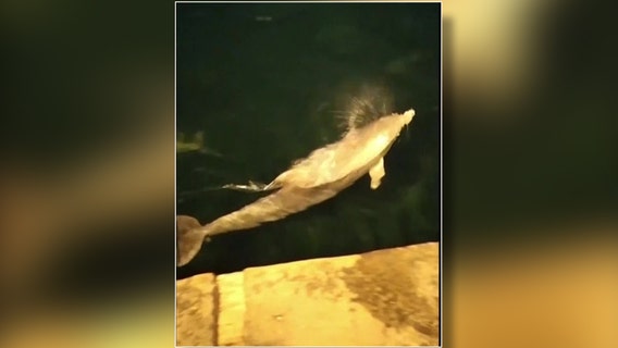 Dolphin’s spotted swimming close to Turkish shore amid coronavirus pandemic