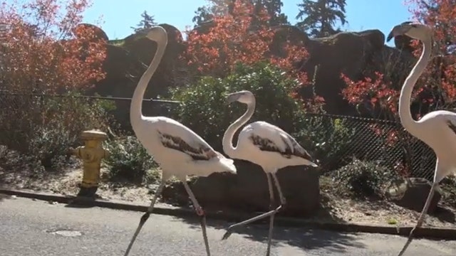 Flamingos go on frolicking 'adventure' through Oregon Zoo after COVID-19 forces closure
