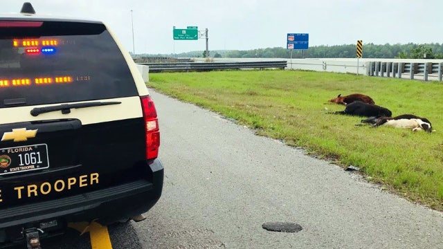 Injured, dead cows found along Interstate 75; FHP looking for owners