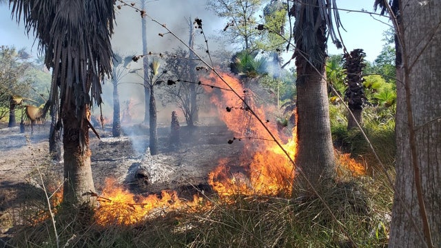 Lightning blamed for small brush fire in Brooker Creek Preserve