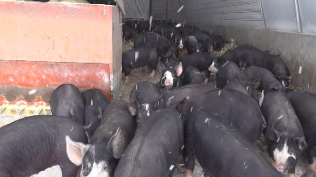 Pork producers consider euthanizing hogs due to financial losses sparked by coronavirus
