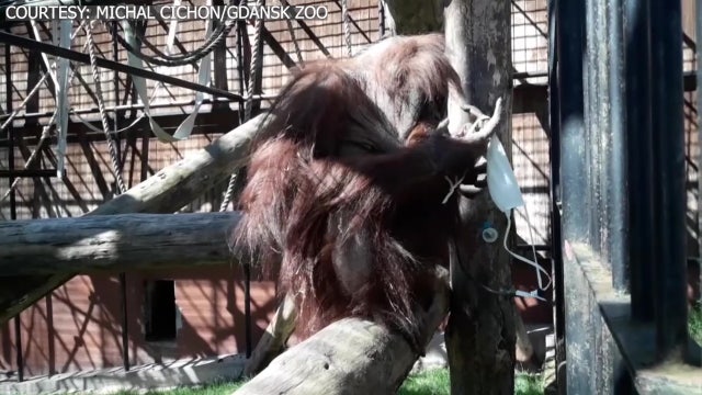 An orangutan at a Polish zoo shows world how not to wear a face mask in public 