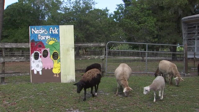 Animal sanctuary in need of donations after losing main revenue source