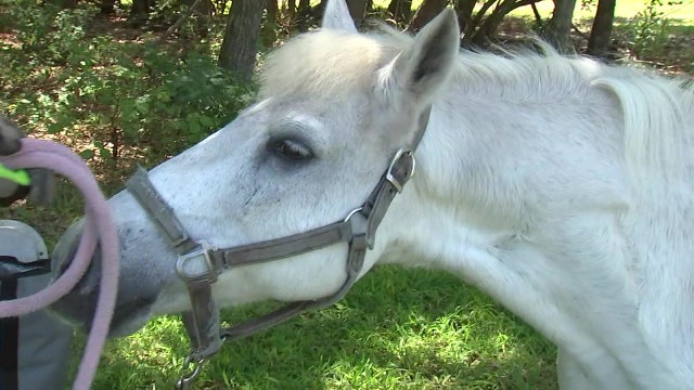 Drive-thru sanctuary gets kids up close and personal with animals during pandemic