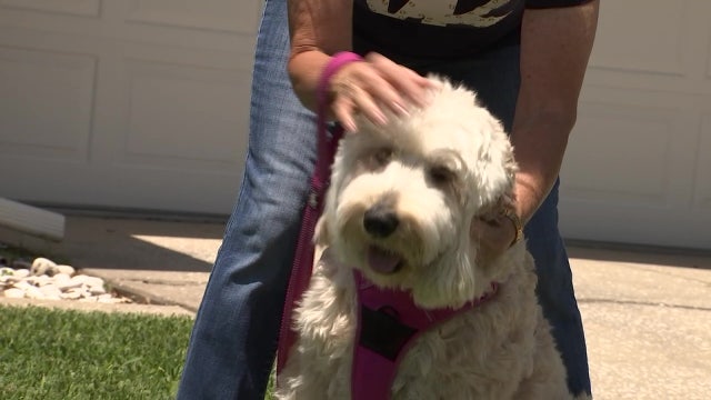 Social distancing may protect pets from catching, spreading COVID-19