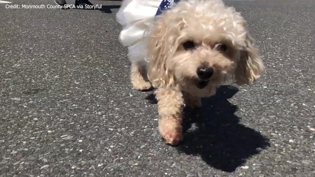 Shelter staff cheer on dog leaving for new home after New Jersey owner died of COVID-19