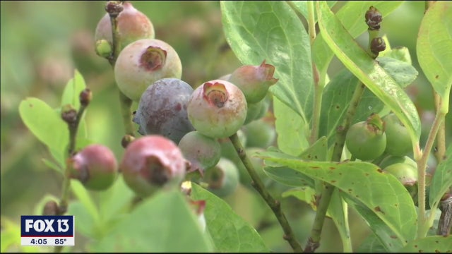 Blueberry farms offer big discounts for anyone willing to pick their own