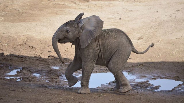 Arizona zoo needs a name for its baby elephant