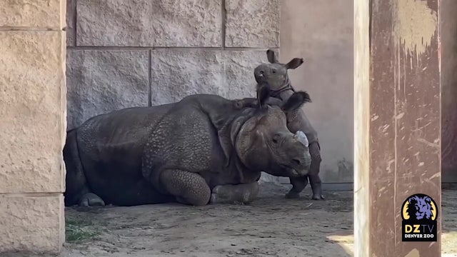 Baby rhino follows mom everywhere at Denver Zoo