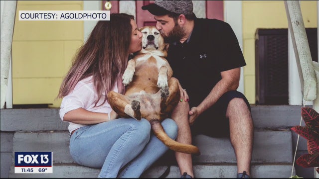 Pet photographer raising funds for Humane Society with Safer at Home sessions