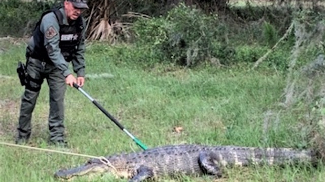 Manatee County  authorities warn of road rage among mating gators