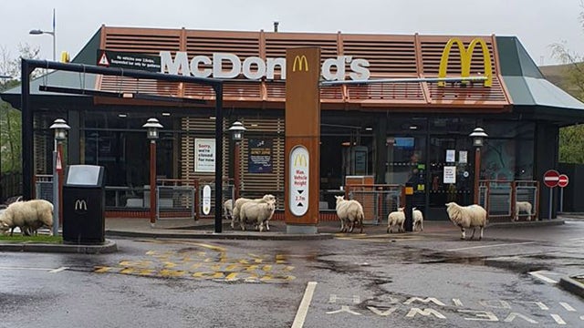 Sheep 'violate' social distancing orders as they flock to closed McDonald's