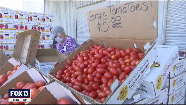 To keep workers employed, Palmetto tomato farmer selling bushels below cost