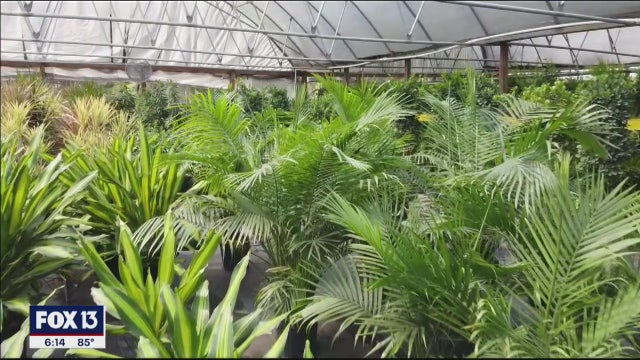 Tampa-based online plant retailer sees boom in houseplant business