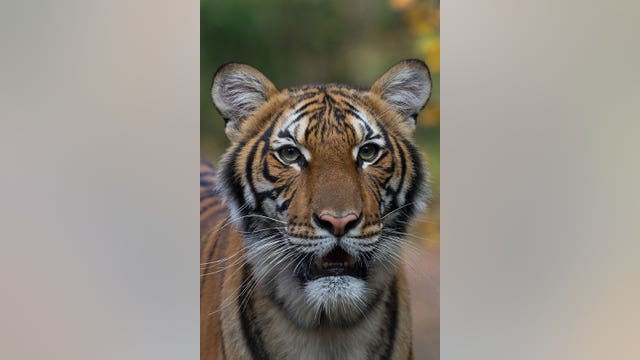 Tiger attacks, kills Swiss zookeeper inside enclosure