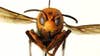 Bug experts dismiss worry about US 'murder hornets' as hype