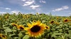 Six acres of sunflowers provide burst of sunshine at Sweetfields Farm