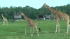 Two drive-thru safari parks in Florida are back open