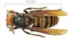 Japanese honeybees reportedly learned how to ‘cook’ murder hornet