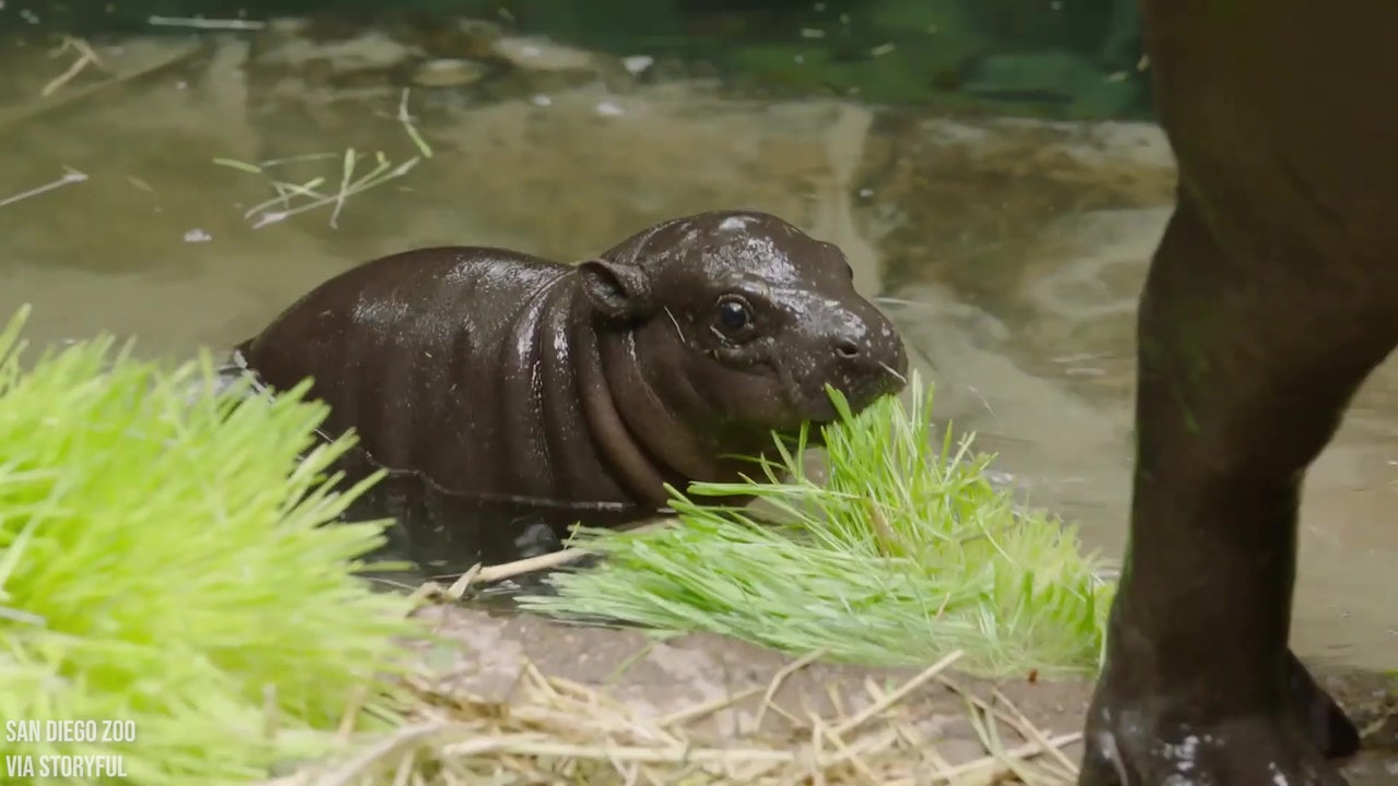 Endangered pygmy hippo born at San Diego Zoo