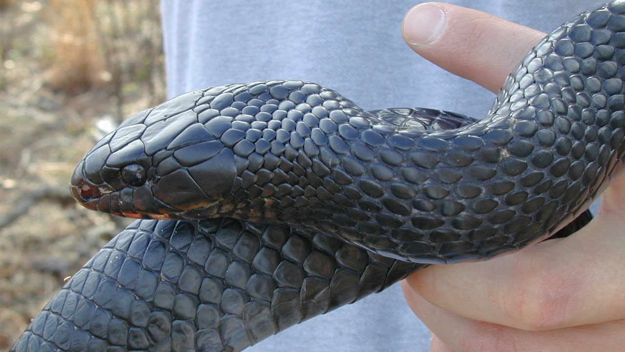 Florida Eastern Indigo Snakes