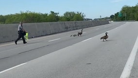 Ohio state trooper escorts family of geese across interstate
