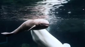 Georgia Aquarium announces birth of baby beluga whale