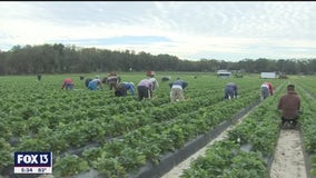 Mulberry grassroots church helps migrant farmworkers left destitute by pandemic