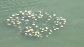 Fevers of rays spotted in Tampa Bay waters